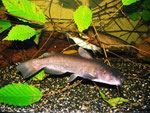 Ameirus nebulosus und Schilbe intermedius: Wenn die Beckengröße es zulässt, kann man die beiden Arten ganz gut vergesellschaften.