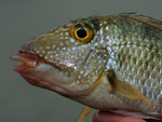 Rio Tefé-Reise 2010: Dieser Erdfresser (Geophagus sp.) ist am ganzen Tefé-Fluss zu finden.