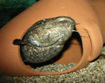 Cephalosilurus apurensis