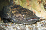 Cephalosilurus apurensis