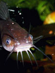 Ameiurus nebulosus: Bei diesem jungen Exemplar sind gut alle Barteln zu sehen.