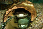 Cephalosilurus fowleri mit einem größeren Fischhappen im Maul