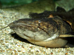 Cephalosilurus fowleri