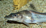 Pimelodus ornatus: Man beachte die Maulform!
