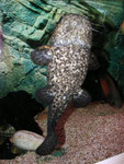 Warteposition von Cephalosilurus apurensis