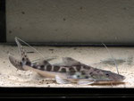 Brachyplatystoma filamentosum juvenil
