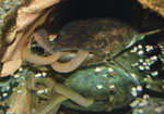 Cephalosilurus fowleri mit seiner Beute, einem dicken Tauwurm