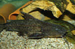Pterodoras granulosus
