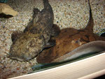 Cephalosilurus apurensis zusammen mit Potamotrygon hystrix