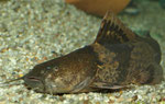 Pseudopimelodus bufonius