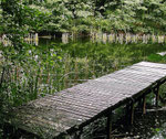 Ameiurus nebulosus: In diesem schönen Waldsee Norddeutschlands leben viele Katzenwelse.