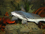 Calophysus macropterus