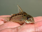 Corydoras-Art