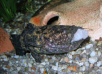 Cephalosilurus apurensis beim Fressen