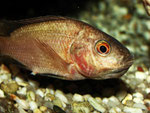 Tilapia spec.