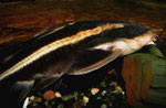 Platydoras costatus