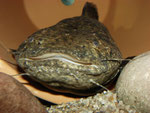 Cephalosilurus apurensis