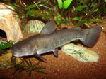 Ameiurus nebulosus: 20 cm langes Exemplar