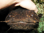 "Handzahmer" Cephalosilurus nigricaudus von einem halben Meter Länge, der (fast) alles mit sich machen lässt.