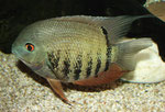 Heros efasciatus spec. "blue"