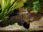 Cephalosilurus nigricaudus