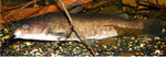 Ameiurus nebulosus