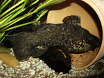 Cephalosilurus nigricaudus