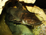 Cephalosilurus fowleri in Lauerstellung