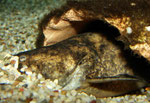 Cephalosilurus fowleri