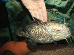 Cephalosilurus apurensis