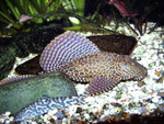 Glyptoperichthys gibbiceps, im Vordergrund eine Schmerle (Botia lohachata)