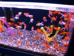 Die Lieblingsfische der Chinesen sind immer noch die Goldfische.