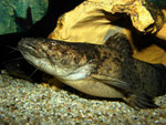 Cephalosilurus fowleri