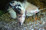 Clarias batrachus: Treiben