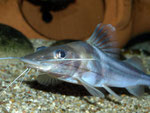 Pimelodus ornatus (Schmuckantennenwels)