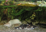 Froschwelsbecken