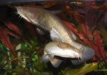 Ameiurus nebulosus: Eine sichtliche Unruhe erfasst die beiden.
