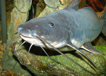 Calophysus macropterus