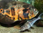 Ebenfalls ohne Probleme: Vergesellschaftung von Pimelodus ornatus mit Astronotus ocellatus