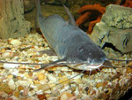 Calophysus macropterus