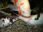 Pfauenaugenbuntbarsch zusammen mit zwei Froschwelsen (Clarias batrachus)