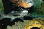 Aguarunichthys torosus und Astronotus ocellatus