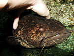 Cephalosilurus nigricaudus