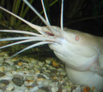 Clarias batrachus