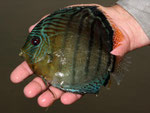 Rio Tefé-Reise 2010: Der Tefé-Discus ist am Oberlauf in Seitenarmen zu finden.