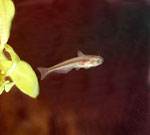 Eutropiellus debauwi