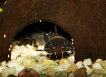 Frosch-Fettwels (Batrochoglanis raninus)
