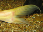 Schwanzflosse von Hemibagrus nemurus (Variante "Yellow Mystus")