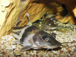 Pimelodus ornatus (Schmuckantennenwels)