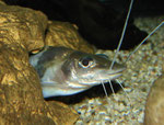 Ungemein neugierig: Pimelodus ornatus